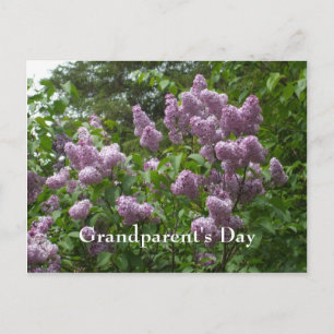 Lilac Bush-Syringa-Flowering Woody Plants Postcard