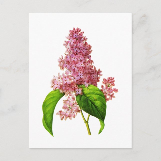 Lilac by Pierre Joseph Redoute Postcard (Front)