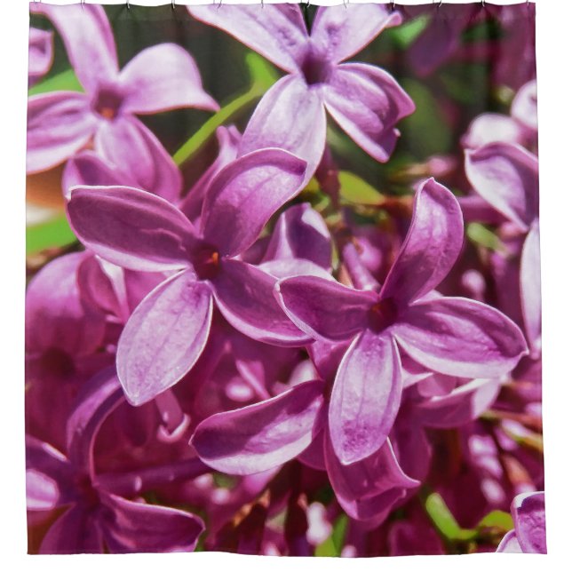 Lilac Closeup (Front)
