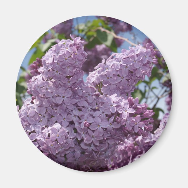 Lilac cluster magnet (Front)