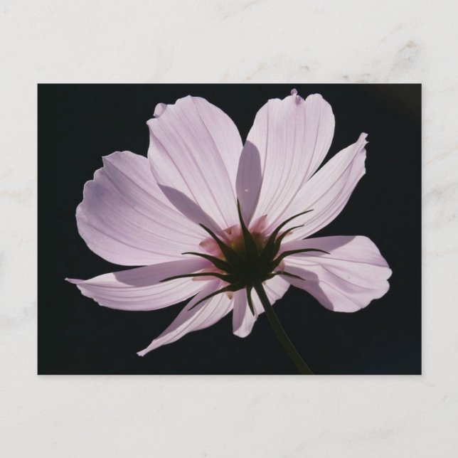 Lilac Cosmea Flower Postcard (Front)