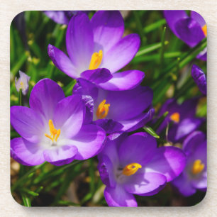 Lilac Crocuses Coaster
