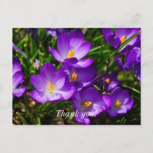 Lilac Crocuses Thank You Postcard