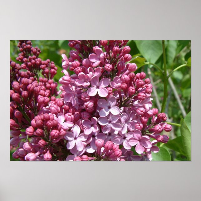 Lilac Festival Poster (Front)