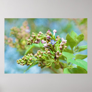 Lilac Flower - Primus Inter Pares Poster