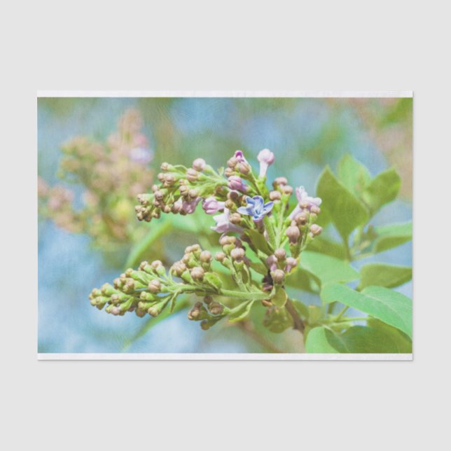 Lilac Flower - Primus Inter Pares Tissue Paper (Front)