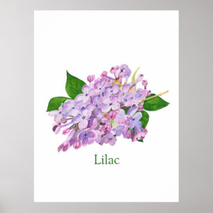 lilac flower purple watercolor botanical poster