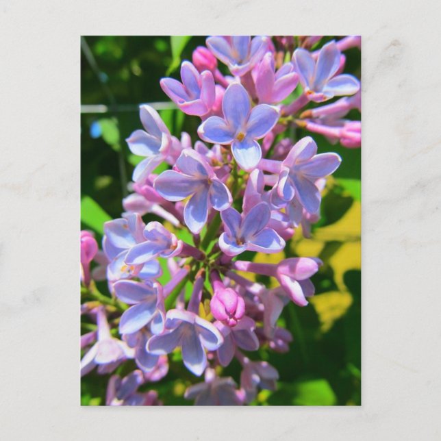 Lilac Postcard (Front)