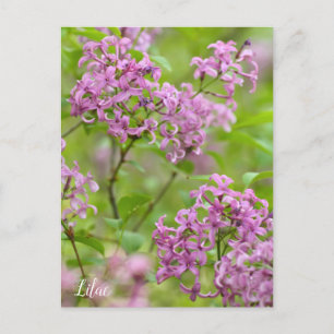 Lilac Postcard