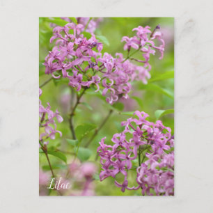 Lilac Postcard
