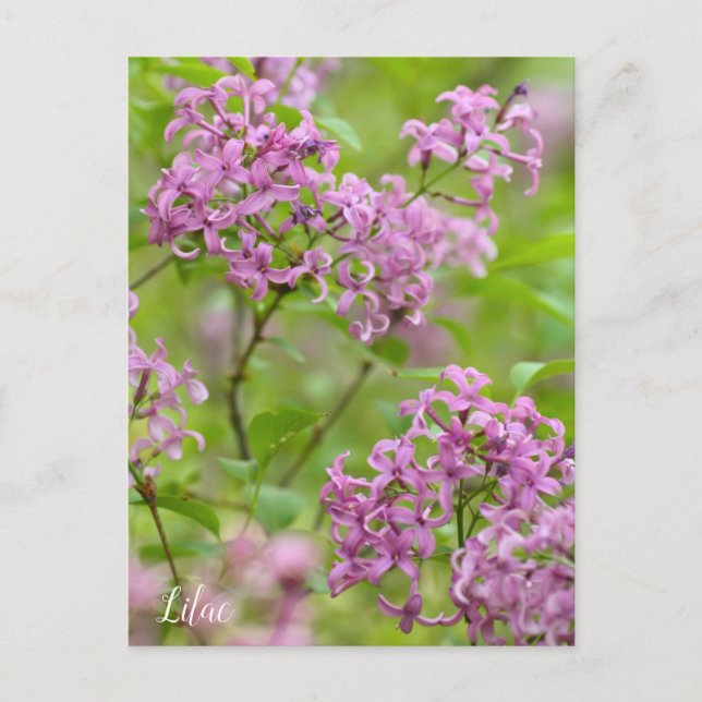 Lilac Postcard (Front)