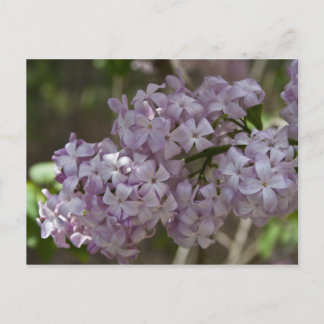 Lilac Postcard