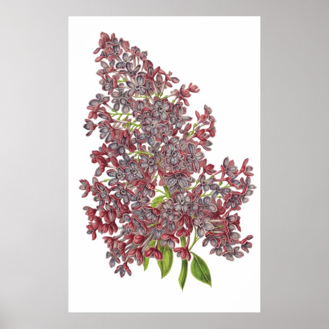 Lilac PREMIUM BOTANICAL PRINT (Front)