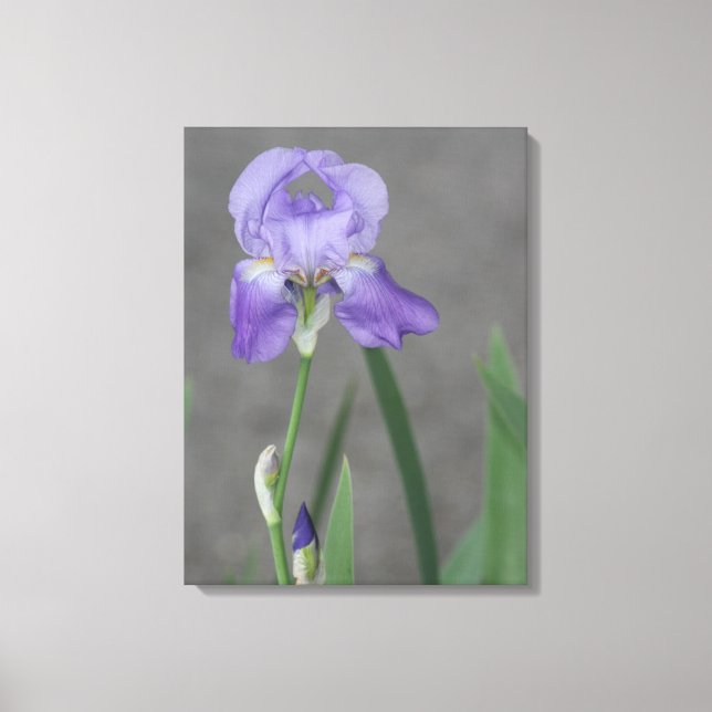 Lilac Purple Bearded Iris Canvas Print (Front)