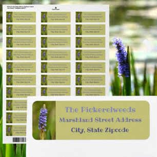 Lilac Purple Pickerelweed Fleur Botanique Florale