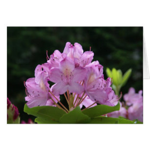Lilac Rhododendron