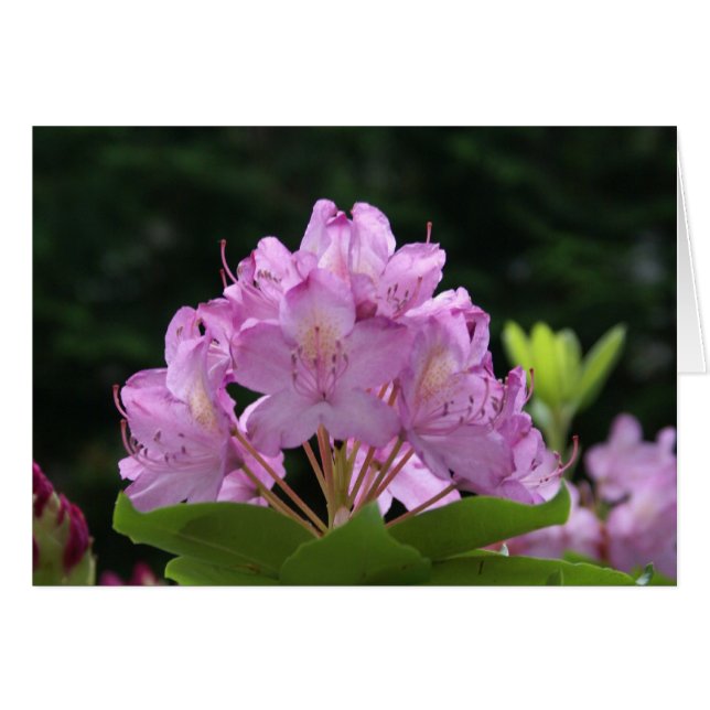 Lilac Rhododendron (Devant horizontal)
