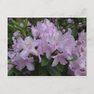 Lilac Rhododendron Flowers DIY Postcard