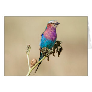 Lilac Roller à poitrine
