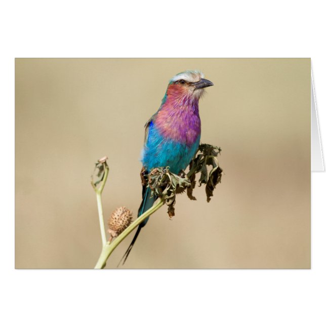 Lilac Roller à poitrine (Devant horizontal)
