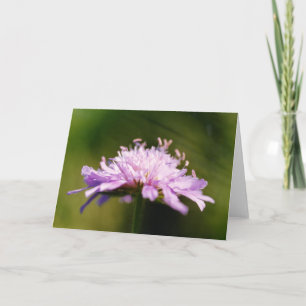 Lilac Scabious (Knautia arvensis) Flower Card