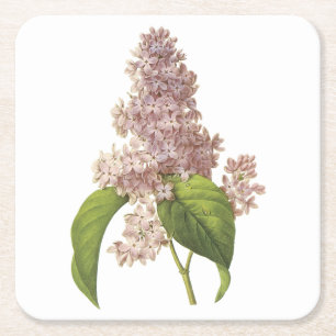 lilac(Syringa sp.) by Redouté Square Paper Coaster