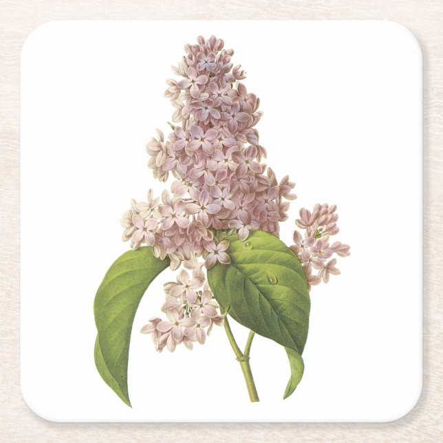 lilac(Syringa sp.) by Redouté Square Paper Coaster (Front)