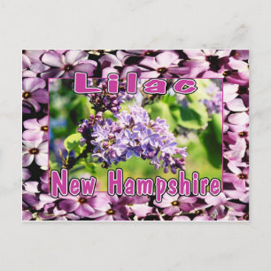Lilac - The NH State Flower Postcard