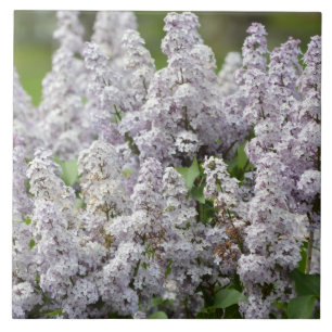 Lilac Tile