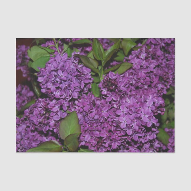 Lilac Tissue Paper (Front)
