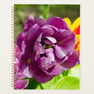 Lilac tulipes sur une journée ensoleillée