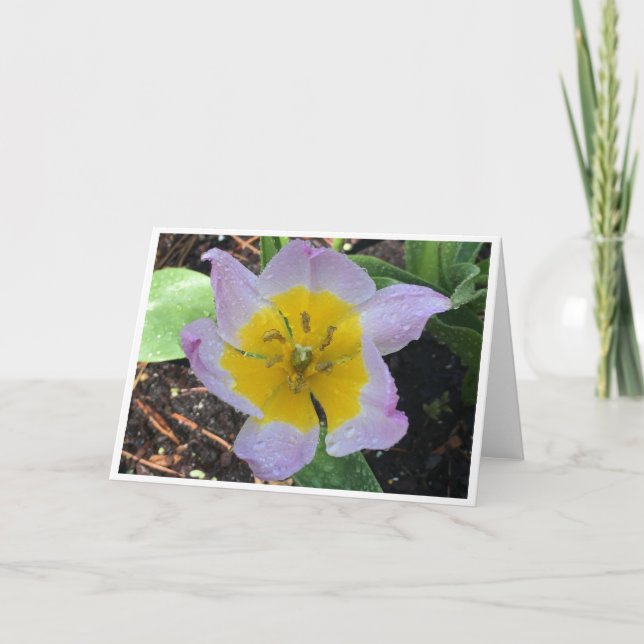 Lilac Wonder Tulip, card (Front)