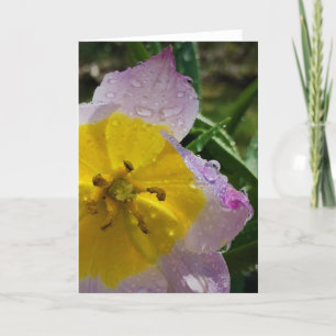 Lilac Wonder Tulip, card
