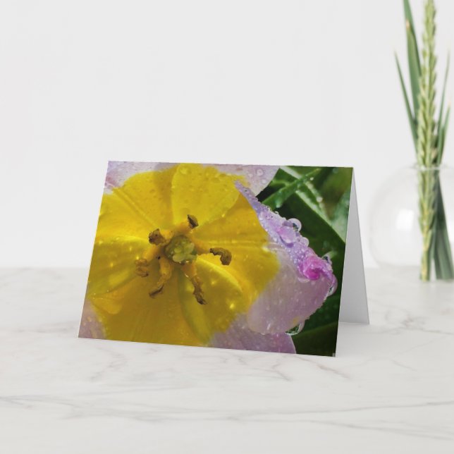 Lilac Wonder Tulip, card (Front)