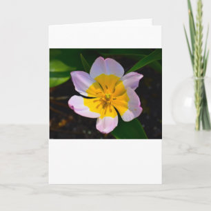 Lilac Wonder Tulip, card