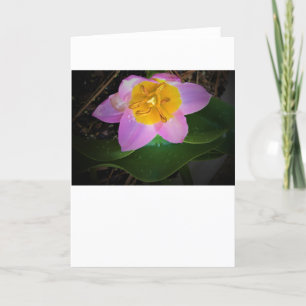Lilac Wonder Tulip, card