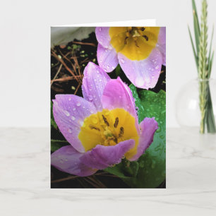 Lilac Wonder Tulip, card