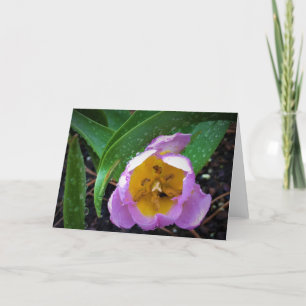 Lilac Wonder Tulip, card