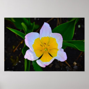 Lilac Wonder Tulip, Poster