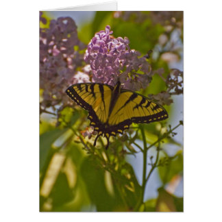 Lilacs et papillon