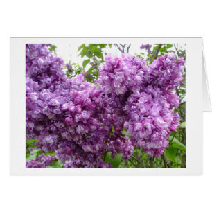 Lilacs In Bloom