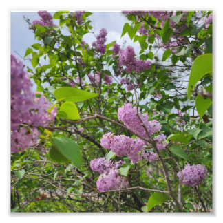 Lilacs in Bloom Photo Print