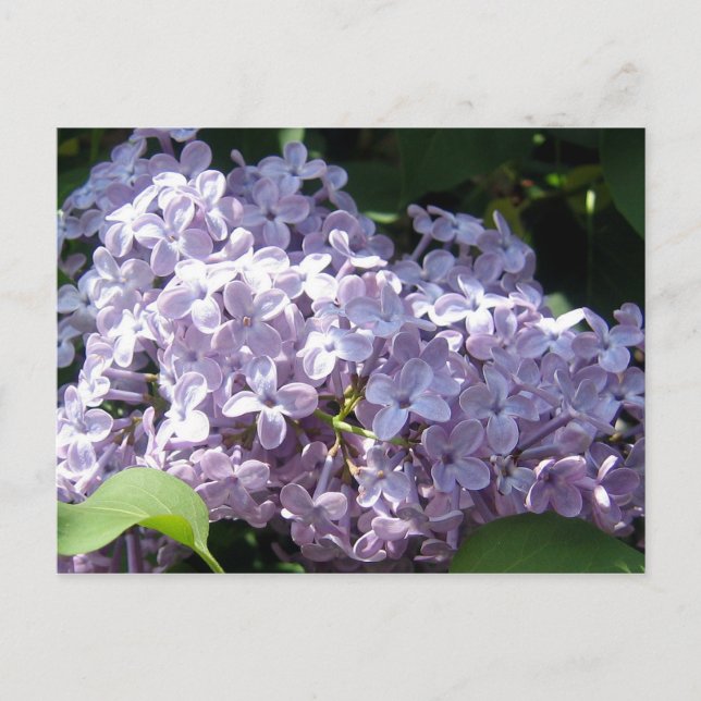 Lilacs in Full Bloom Postcard (Front)