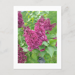 Lilacs in Spring Postcard