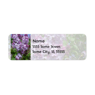 Lilacs pourpres