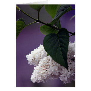 LILAS BLANC