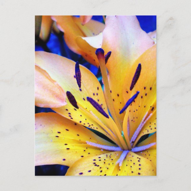 LilienArt Postcard (Front)