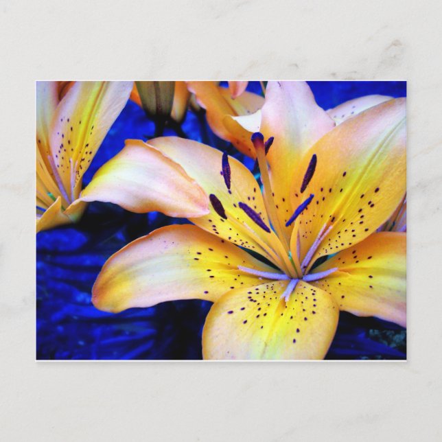 LilienArt Postcard (Front)