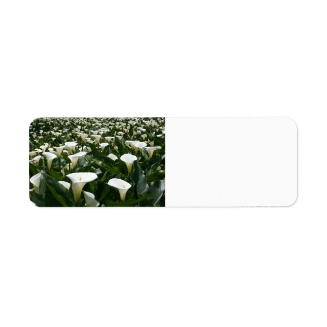 Liliers cultivés à Calla Lily Plantation, Taïwan (Devant)