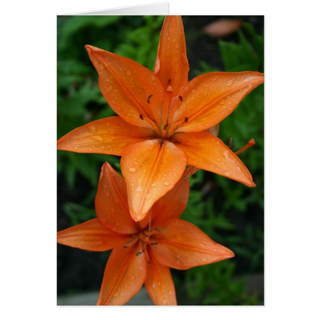 Lilies 3 (Front)